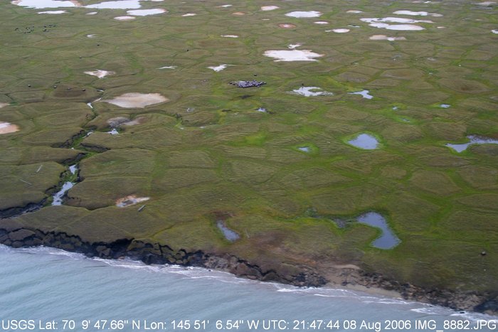 This aerial view of tundra on the north slope shows large patches of Alaska's State Flower sprouting from the tundra.