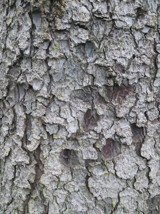 finely textured spruce bark