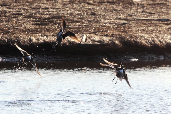 Startled birds erupt from a slough on the Susitna Delta