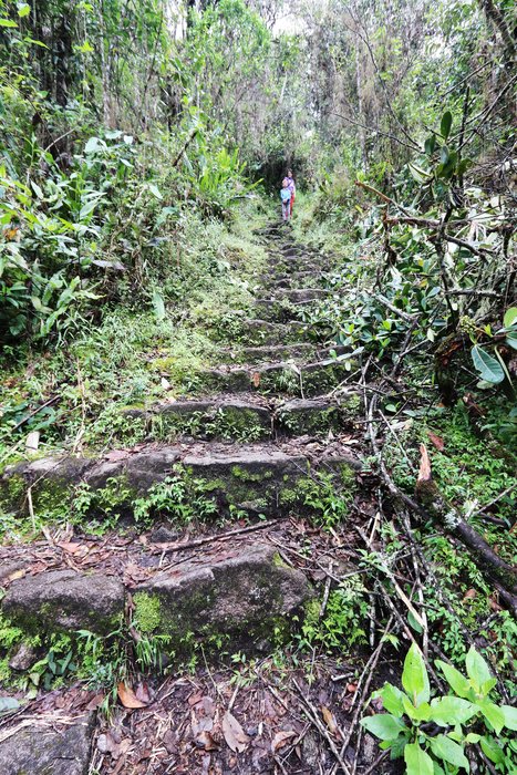 Steps in the jungle near Machupicchu