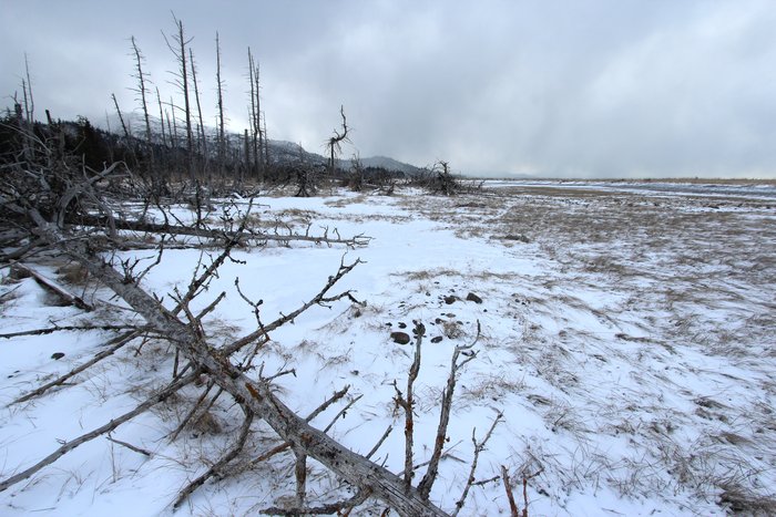 A "ghost forest" left behind by the 1964 earthquake completes a grim wintry scene.