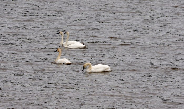Swans on Frying Pan Lake. 