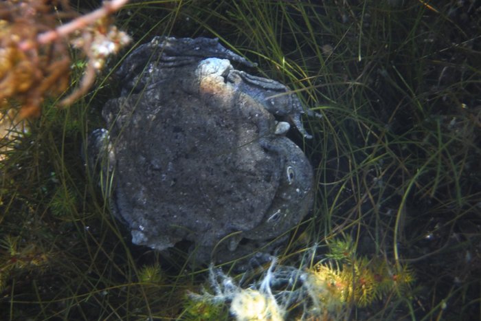 One of the giant frogs of L. Titicaca, hanging out in shallow water along the shore of Isla de la Luna.