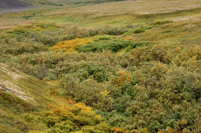Smooth tundra flanks line a creek bed bristling with willow and alder. Koktuli River, tailings lake area.