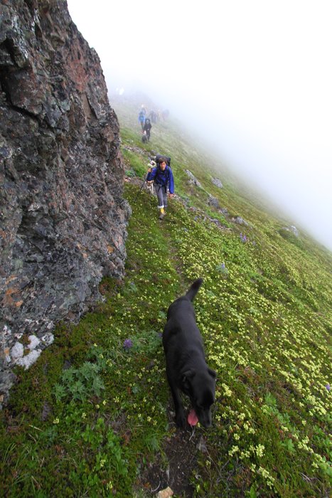At the end of July 2010, ten adults, four babies, and six dogs walked from Red. Mt. to Seldovia.  These photos are from this improbable journey.