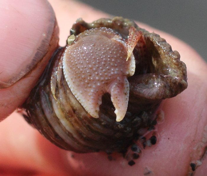 The wide hand hermit crab guards the entrance to its shell with an extra wide front claw