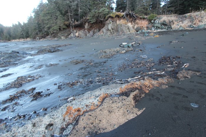 Beach erosion exposes gravelly clay - likely till left by the glacier that once filled Kachemak Bay.