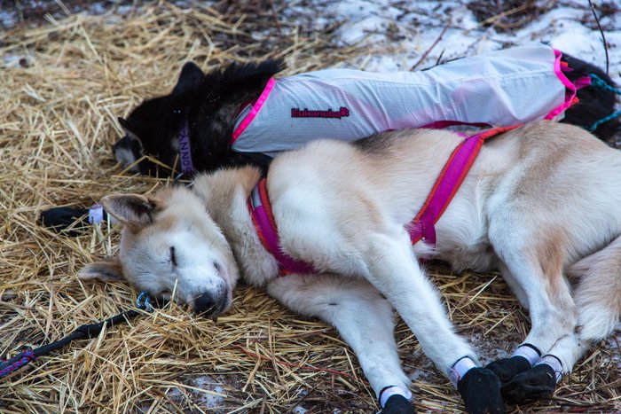 Iditarod dogs take a well deserved rest at the Rohn checkpoint on the Iditarod Trail.