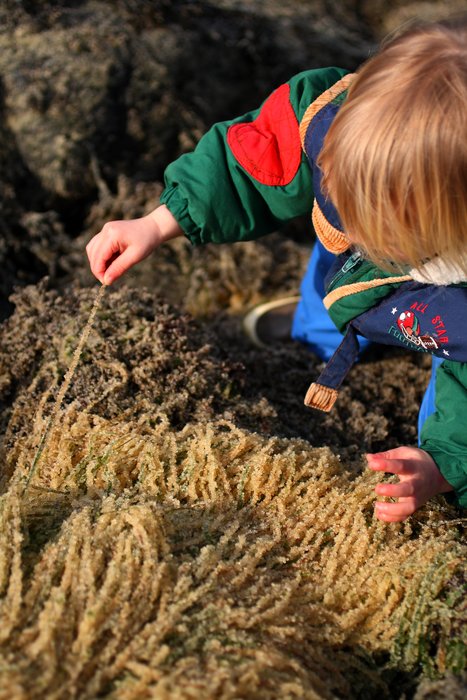 Katmai pulls a strand of roe-covered eelgrass on a beach in Sitka