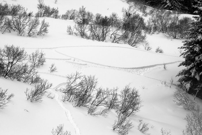 While Katmai played, Hig busied himself making art with a network of snowshoe trails.