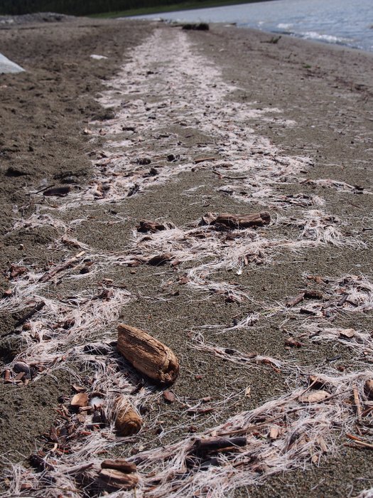 Tremendous quantity of molted caribou fur on river beach