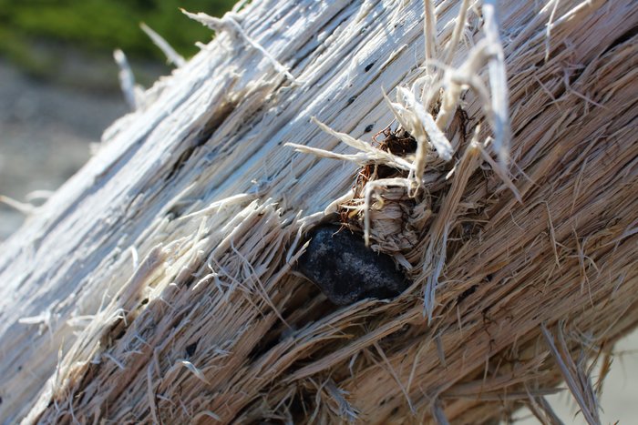 A still-rooted cottonwood stump in the wake of tsunami devastation is peppered with small stones.
