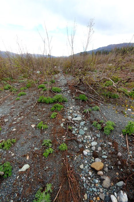 A landslide-generated tsunami flattened a forest here, and also dragged an iceberg overland, leaving this scratch in the soil.