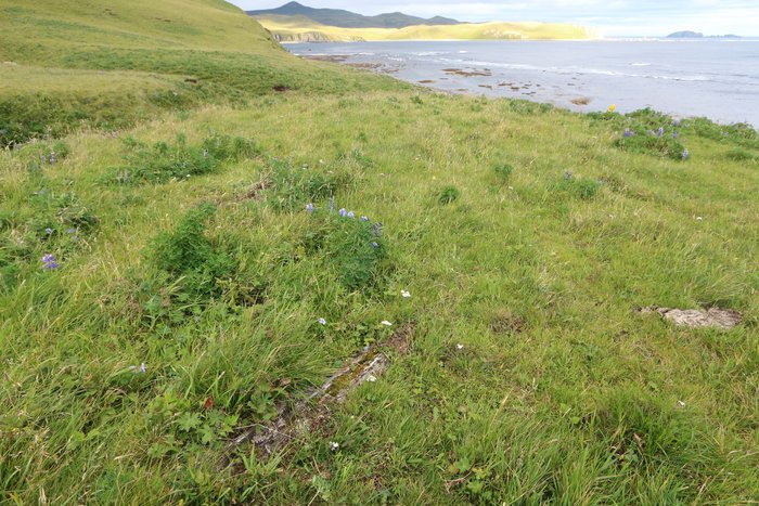 A log, likely carried to this hill slope by the 1957 tsunami, is gradually overgrown by Aleutian grassland.