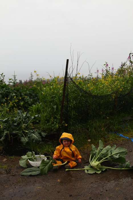 harvesting with Lituya, testing out her raingear