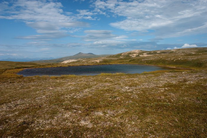 Small shallow lakes are scattered throughout the tundra, scoured by past glaciers. Tundra plains between Nondalton and Groundhog Mountain.