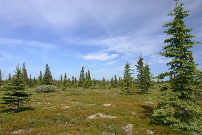 Tundra and black spruce parkland above Upper Talarik Creek.