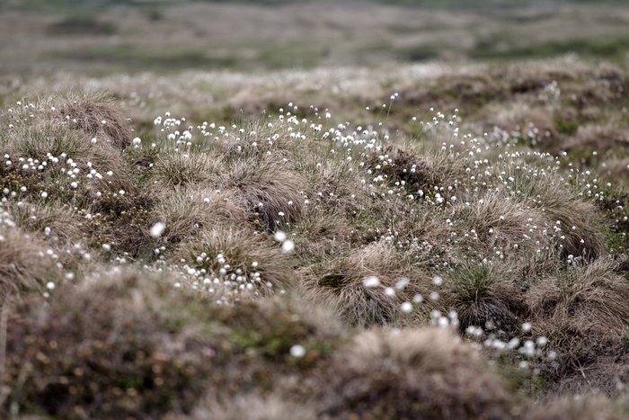 Cotton grass tussocks near the headwaters of Upper Talarik Creek.