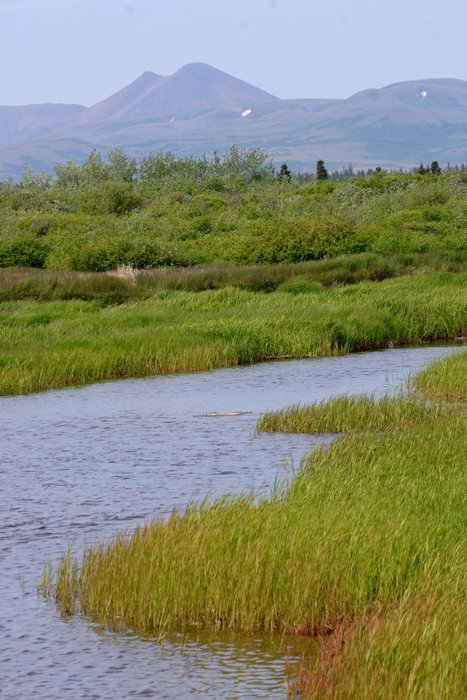 Marsh at the mouth of Upper Talarik Creek, looking upstream towards Sharp Mountain.