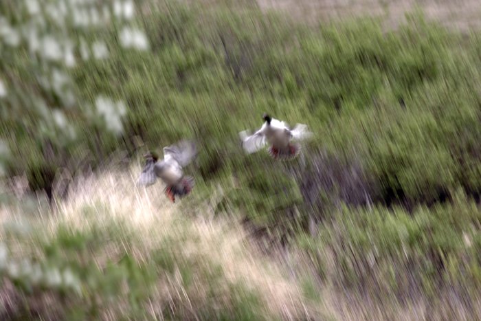 Ducks taking off from Upper Talairk Creek headwaters.