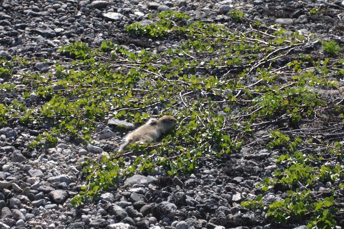 Baby ground squirrel on the hills above Upper Talarik Creek.