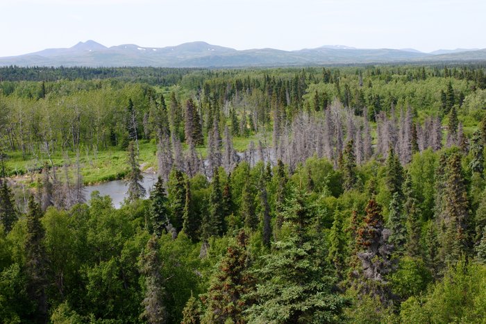 Upper Talarik Creek, surrounded by spruce forest. 