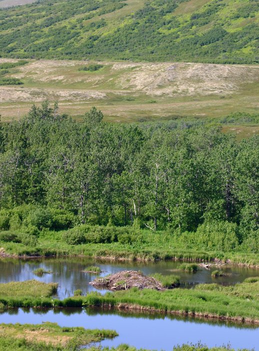 Beaver pond along Upper Talarik Creek.