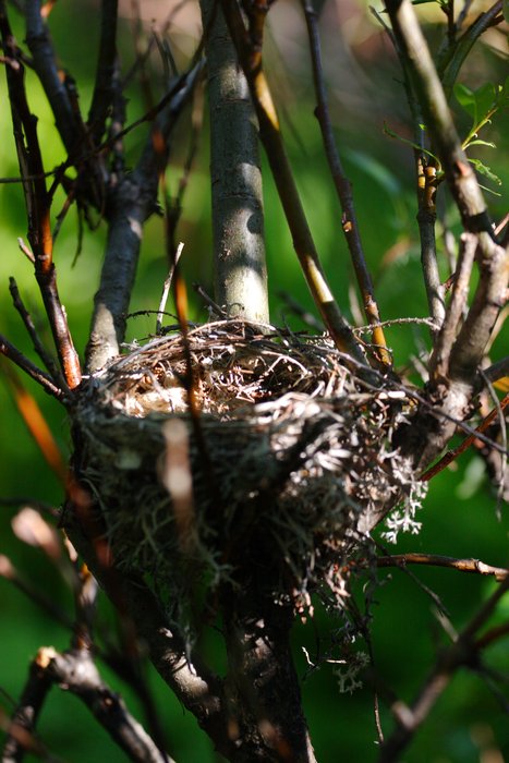 Bird's nest in the alder along Upper Talarik Creek.