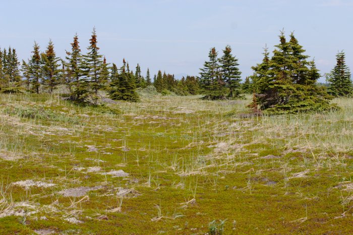 Ancient beach of Lake Iliamna, overgrown with tundra and spruce. 