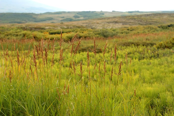 Looking across a meadow of grass and horsetail, mineral deposit area.