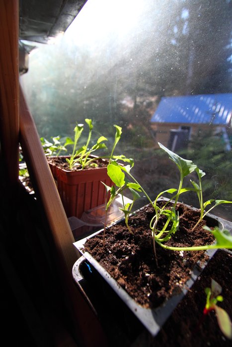 Seedlings wait for the outside world to be ready for them