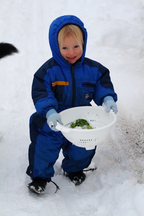 Katmai helps gather kale from under the snow