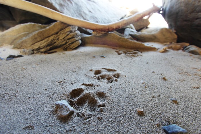 Wolf tracks going into a sandstone cave